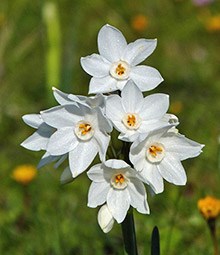 Paperwhite - Narcissus papyraceus © John Muddeman